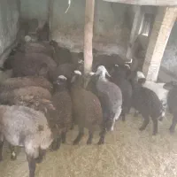 بره برماد و نر از ۱۵کیلو داره تا۲۵کیلو همه ۳۰