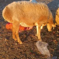 دوتا گوسفند