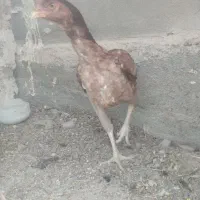 مرغ لاری|حیوانات مزرعه|سرپل ذهاب, |دیوار