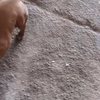 سگ پیتبول دورگه