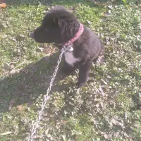 سگ شکاری سیتر انگیلسی