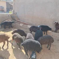۲۰عدد بره ماده|حیوانات مزرعه|شیرینسو, |دیوار