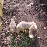 حیوانات مزرعه|حیوانات مزرعه|سیاهکل, |دیوار