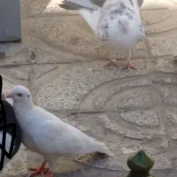 کفتر