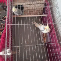 یک جفت عروس هلندی