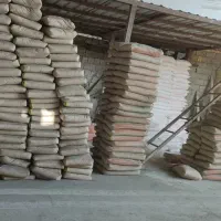 سیمان تحویل گورکات عالی شهر