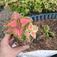 فروش ویژه به مناسبت روز مادر