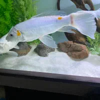 ماهی کوی ۴۰ سانت