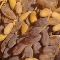 رطب دستچین درجه یک شاهانی و رطب قرمز