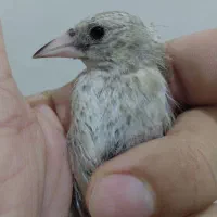 سهره قرعه کشی