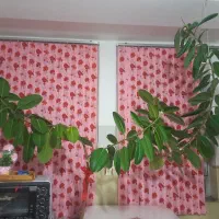 گل فیکوس سرحال