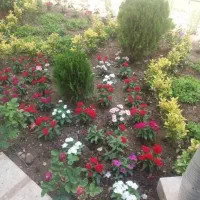 خدمات باغبانی و سمپاشی با ضمانت و فاکتور|خدمات باغبانی و درختکاری|تهران, ونک|دیوار
