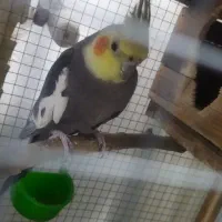 فروش عروس هلندی|پرنده|قائم‌شهر, |دیوار