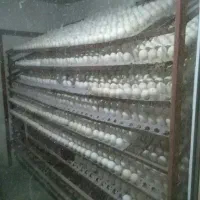 جوجه کشی تخم بوقلمون|خدمات پیشه و مهارت|تاکستان, |دیوار