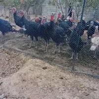 هشترخام|حیوانات مزرعه|لیلان, |دیوار