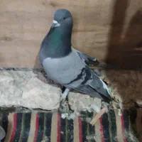 دمگیر نر فیوزه ومبلق سینه باز دم پاک|پرنده|حبیب آباد, |دیوار