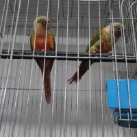 گرینچیک های مولد در پرنده سرای ابوالفضل|پرنده|قائمشهر, |دیوار