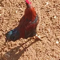 خروس محلی|حیوانات مزرعه|شیروان (خراسان), |دیوار