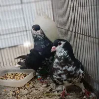 کبوتر|پرنده|بوشهر, |دیوار