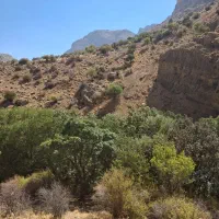عضو گیری شهر راز