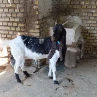 حیوانات|حیوانات مزرعه|ایذه, |دیوار