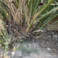 بچه نخل بزرگ و کوچیک