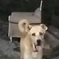 پژدر جهت کشش قد ۹۳ وزن ۸۵
