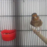 سهره قناری|پرنده|تهران, افسریه جنوبی|دیوار