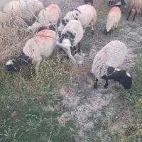 میش دم شلواری