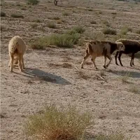 دوعدد بره ماده|حیوانات مزرعه|ریگ, |دیوار