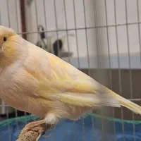 قناری ماده ردفاکتور|پرنده|رشت, شهرک آیت الله منتظری|دیوار