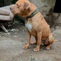 واگذاری پیت بول تریر نر ۲سال ونیم شجره دار