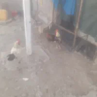 تعداد ۱۰۰ عدد مرغ جوجه|حیوانات مزرعه|جیرفت, |دیوار