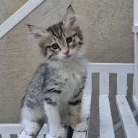 واگذاری بچه گربه ماده