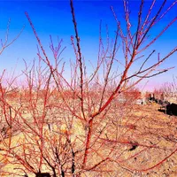 زمین باغ شاهنامه گوارشک فرمانیه  دیاکو  فرهنگیان|فروش زمین و ملک کلنگی|مشهد, توس فردوسی|دیوار
