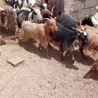 ۱۱ راس بز داشتی همه جوان