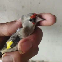 قناری|پرنده|آشخانه, |دیوار