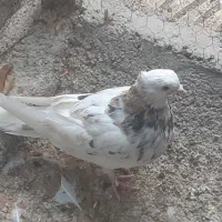 کفتر