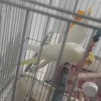 عروس هلندی مولد