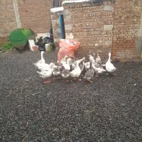 غاز محلی|حیوانات مزرعه|نمین, |دیوار