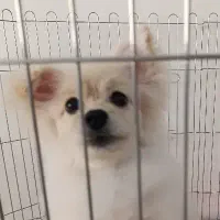 پامر خرسی|سگ|مشهد, آزادشهر|دیوار