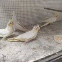 جفت عروس هلندی کار داده آلبینو ، دستی سخنگو