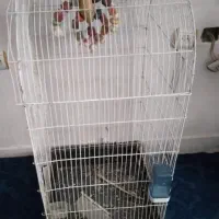 قفس پرنده