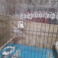 قناری|پرنده|محمدشهر, شهرک پیام (مهرالبرز)|دیوار