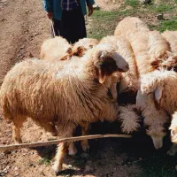 بره سفید صادراتی نر