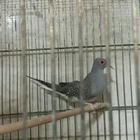 سهره قناری نر