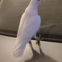 پتی جوانه نر