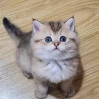 واگذاری گربه قبول میشود