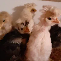 جوجه گلین و چند نژاد دیگر