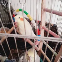 عروس هلندی جفت|پرنده|ری, بازار آهن|دیوار